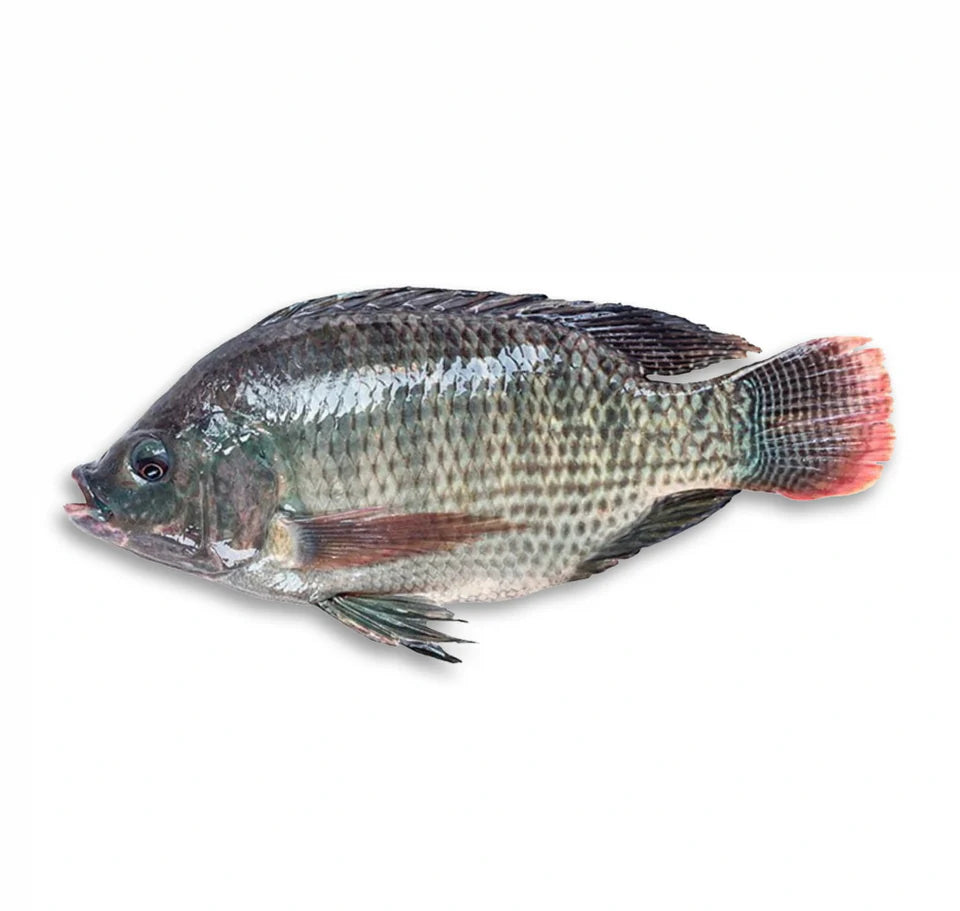 Tilapia 300GR+